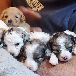 Aussiedoodle Puppies from Down Under Doodles