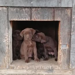 Labradoodles and Labrador Retrievers from Penny Church's Labradors & Labradoodles