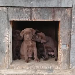 Labradoodles and Labrador Retrievers from Penny Church's Labradors & Labradoodles