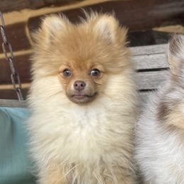 Dachshunds and Pomeranians from Whispering Pine Dachshunds & Pomeranians