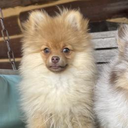 Dachshunds and Pomeranians from Whispering Pine Dachshunds & Pomeranians