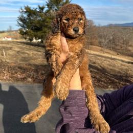 Butterscotch - Brown and white male Sheepadoodle puppy in Greeneville, Tennessee from Smokey Mountain Sheepadoodles