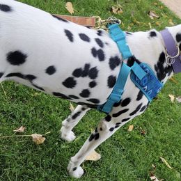 Dalmatians from Legacy Dalmatians