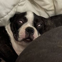 Boston Terrier Puppies from Bonze Boston Terriers