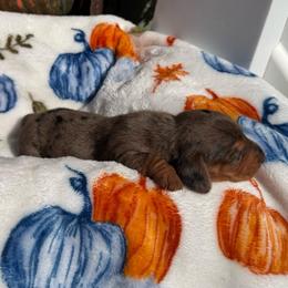 Crumpet - Dapple male Dachshund puppy in Humphreys, Missouri from Foster’s Dachshunds