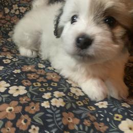 Coton de Tulear Puppies from Catawba Cotons