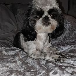 Pandi - Pekingese