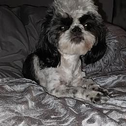 Pandi - Pekingese
