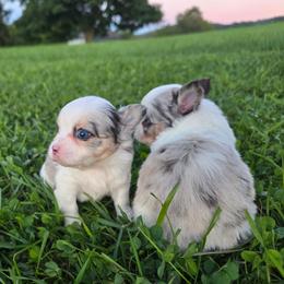 Mia - Merle female Chihuahua puppy in Amity, Pennsylvania from Baxters Chihuahuas