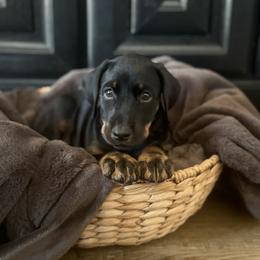 Doberman Pinscher Puppies from Haus of Hound