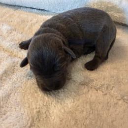 Black - Charcoal male Dilute Retriever puppy in Marion, Illinois from Summer Lovin’ Labradors of Southern Illinois