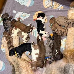 Wyatt - Sable male Saint Berdoodle puppy in Beach, North Dakota from Badland St. Berdoodles LLC