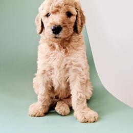 Goldendoodle, Labradoodle, and Poodle Puppies from Noble Friend Breeders LLC