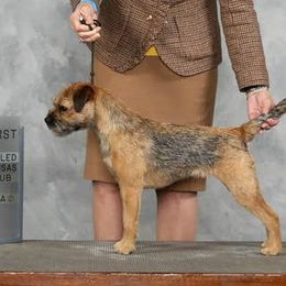 Border Terriers from Diana Aguilar's Border Terriers