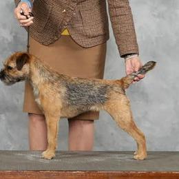 Border Terriers from Diana Aguilar's Border Terriers