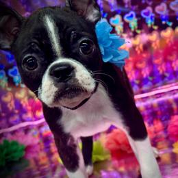 Boston Terrier puppies from Blaze Of Glory Bostons & Frenchies