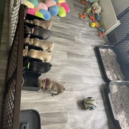 French Bulldog Puppies from Orderofthebulldogs, LLC