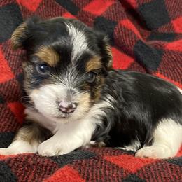 Biewer Terrier and Yorkshire Terrier Puppies from [580] Biewers and Yorkies