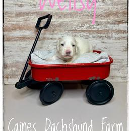 Wellsy - Cream female Dachshund puppy in Cincinnati, Ohio from Caines Dachshund Farm