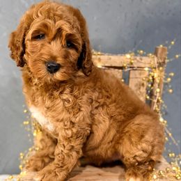 Light blue - Red male Australian Labradoodle puppy in Auburn, Washington from West Valley Labradoodles