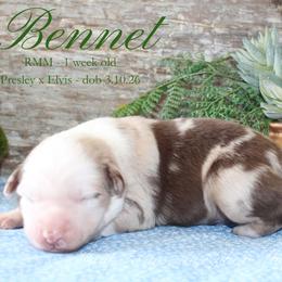 Bennet (RMM 1) - Red merle male Miniature Australian Shepherd puppy in Grandfield, Oklahoma from Hunt Farms Australian Shepherds