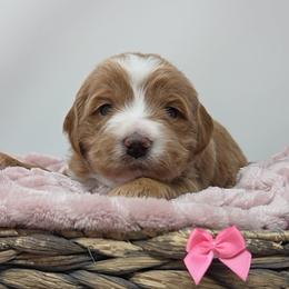 Rae's Pink Female - Apricot female Goldendoodle puppy in Great Falls, Montana from Montana Goldendoodles