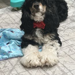 Stella - Cocker Spaniel