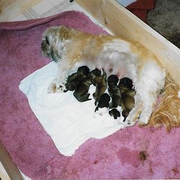 Shih Tzu Puppies from Shih Tzu Dreams Come True