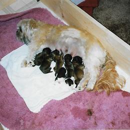 Shih Tzu Puppies from Shih Tzu Dreams Come True