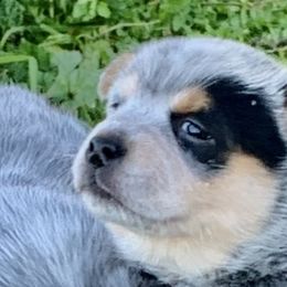 Australian Cattle Dogs from Outwest Cattle Dogs