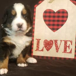 Girl 5 - Bernese Mountain Dog puppy in Francisco, Indiana from Kate's Country Canines