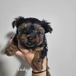 Lady - Black and tan female Yorkshire Terrier puppy in West Plains, Missouri from Brinkley Yorkies