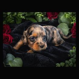 Violet and Zinnia - Merle female Cavapoo puppy in Battle Lake, Minnesota from Panda Puppies