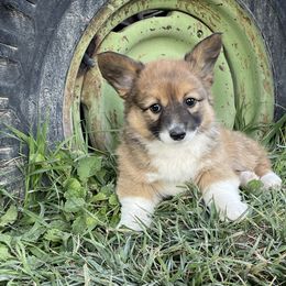 Girl 2 - Pembroke Welsh Corgi puppy in Payson, Utah from The Hoppers Back 40