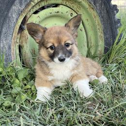 Girl 2 - Pembroke Welsh Corgi puppy in Payson, Utah from The Hoppers Back 40