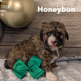 Honeybun - Sable female Bernedoodle puppy in Heyworth, Illinois from Cobble Creek Puppies
