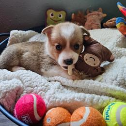 Penelope - Red female Pembroke Welsh Corgi puppy in Frontenac, Kansas from Holloway Corgis