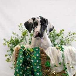 Roxanne - Harlequin female Great Dane puppy in Brooksville, Florida from Follow My Lead Great Danes