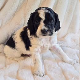 Orchid - Black and white male Cockapoo puppy in Cleveland, Georgia from Jam's Doodles And Poodles