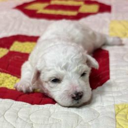 Ivy - White collar - White female Bichon Frise puppy in 63101 (St. Louis Metro Area), Missouri from BichonSTL