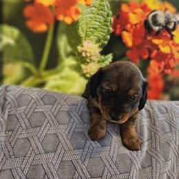 Dachshund Puppies from A&R Dachshund