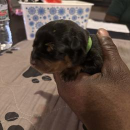 Girl 3 green collar - Black and rust female Rottweiler puppy in Grand Rapids, Michigan from Rott-Squad Kennels