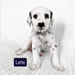 Latte - LUA long coat - White and black female Dalmatian puppy in Davenport, Florida from Sunny Jewels Dalmatians