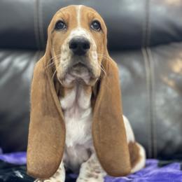 Ariel - Mahogany and white female Basset Hound puppy in Remington, Virginia from Lotus Rose Basset hounds
