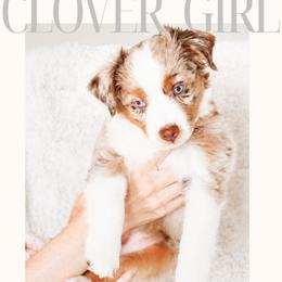 Clover - Red merle female Miniature Australian Shepherd puppy in Georgetown, Texas from The Darling Pup