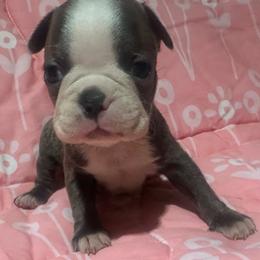 Cherie - Brindle and white female Boston Terrier puppy in Brazos Point, Texas from TX Southern Belle Bostons