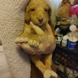 Poodle Puppies from Polly Wally Doodles and Poodles