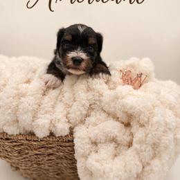 Americano - Black & tan tri-color male Morkie puppy in Dallas, Texas from Copper Crown Canines