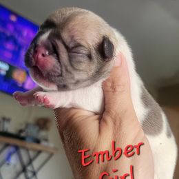 Ember Girl - Blue fawn female French Bulldog puppy in Howell, Michigan from Jessicah's Frenchies Michigan's French Bulldog Breeder