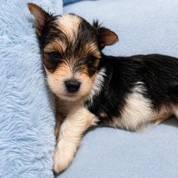 Carter - Parti male Yorkshire Terrier puppy in Bolton, Connecticut from Elle Yorkies